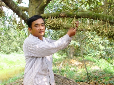 Quy trình bón phân cho sầu riêng vùng Tây Nguyên