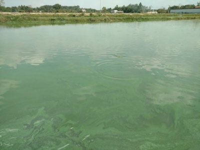 Kiểm soát tảo lam và độc tố tảo lam trong ao nuôi