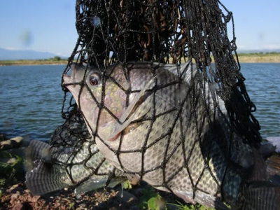 Whats the optimum feeding strategy for tilapia?