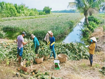 Pineapples price rises, farmers in Tan Tay possess high profits