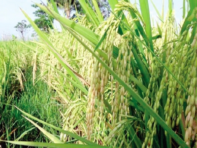 Vietnam elevates rice brand in demanding markets