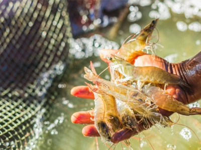 Sóc Trăng is successful with the 2020 brackish water shrimp crop