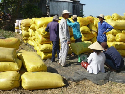 Thị trường lúa gạo - Diễn biến không theo thông lệ