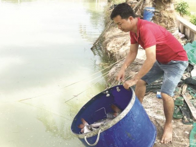 Thu tiền tỷ từ nuôi cá giống lăng nha