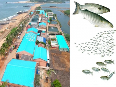 Một bước đột phá của Ấn Độ có thể dẫn đến sự bùng nổ nghề nuôi cá đối xám?