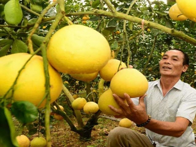 Bac Giang harvests nearly 40,000 tonnes of orange, pomelo