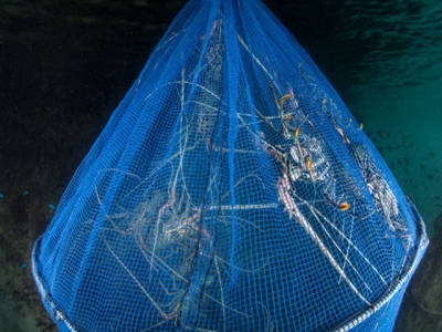 Indonesia investigating possible monopoly in shipping of exported lobster seeds