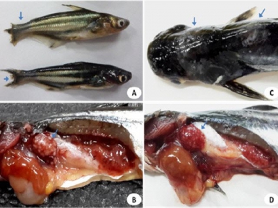 Ứng cử viên hàng đầu để bào chế vaccine cho cá tra
