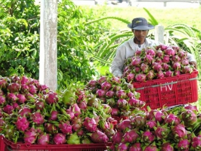 Vietnam fruit, vegetable exports decline in Jan on Covid-19