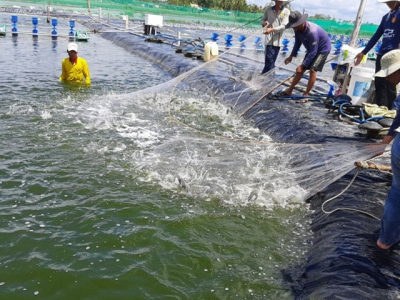 Multi-benefits of microbial products in shrimp farming