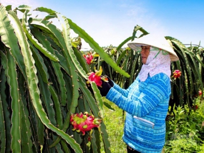 Enhancing the dragon fruit's value