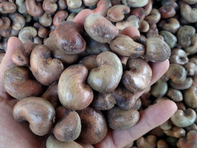 More than USD 4 billion is spent to import raw cashews