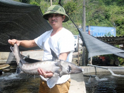 Promoting sales of cold-water fish in supermarkets
