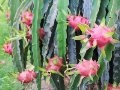 Binh Thuan province deploys solutions to promote dragon fruit consumption