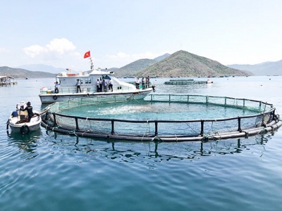 Developing marine aquaculture into a large-scale commodity production industry