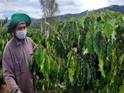Bà đỡ cho nông dân tái canh cà phê