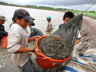 Biological products help reducing diseases, environmental pollution in shrimp farming