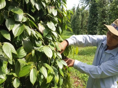 Measures taken to develop Chu Se pepper industry sustainably