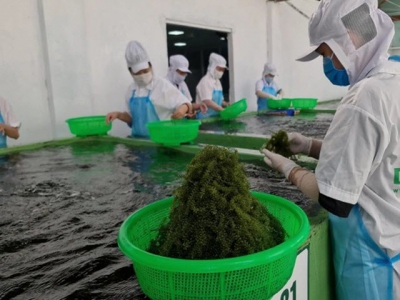 Vietnams largest sea grape exporter - Learning lessons from failure