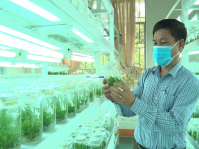 Biotechnology in research and production of forest crop