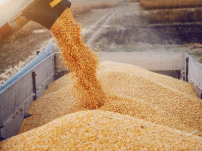 Russia-Ukraine conflict will heat up Vietnamese corn market