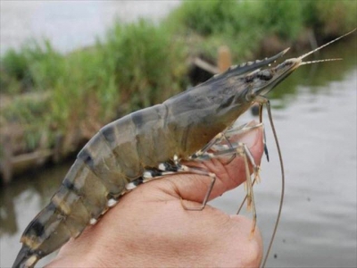 Black tiger shrimp regaining its position from whiteleg shrimp