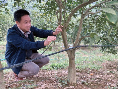 Tưới nhỏ giọt, lợi ích lâu dài cho trồng cây ăn quả