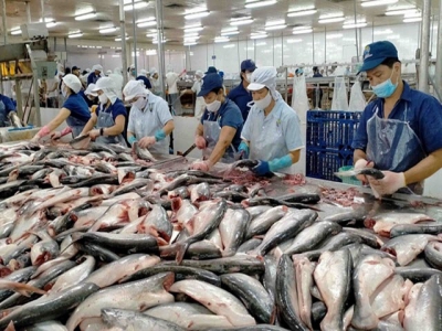 Basa fish industry may lack material for export processing next year
