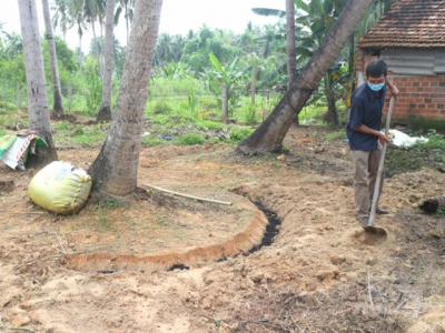 Cải tạo, thâm canh dừa hướng hữu cơ, năng suất tăng gấp đôi