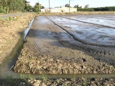 Hiệu quả phương pháp tưới ướt, ngập khô xen kẽ cho cây lúa