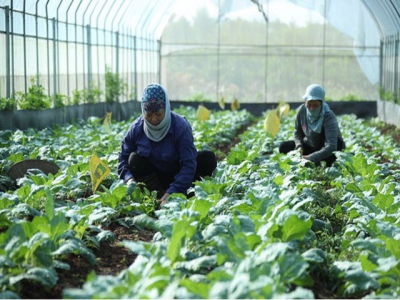 Organic agriculture still faces barriers