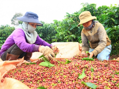 VnSAT helps coffee growers change farming thinking