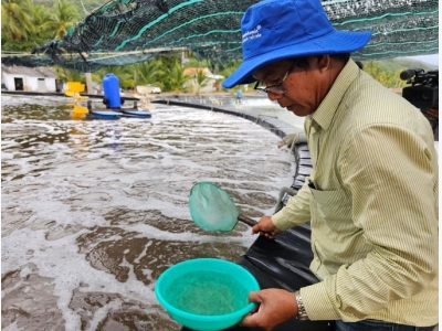 Hợp tác xã nuôi tôm thẻ chân trắng với tỷ lệ thành công đạt 80%