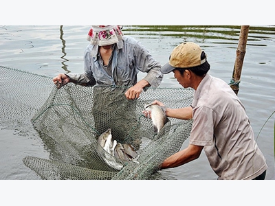 Phòng bệnh cho cá trong thời điểm giao mùa