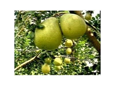 Trẻ Hóa Cây Bưởi Năm Roi - Tăng Hiệu Quả Kinh Tế