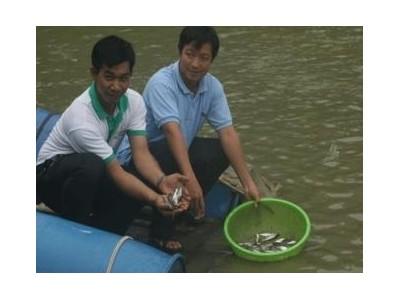 RIA 2 Giao 101.000 Cá Tra Bố Mẹ Cho Đồng Bằng Sông Cửu Long