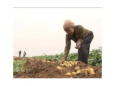 Khoai Tây Sinora Nhiều Củ, Ít Sâu