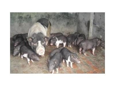 Thái Bình Phát Triển Giống Lợn Rừng Lai