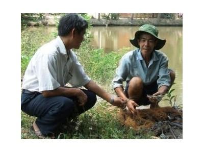 Tận Dụng Ao Vườn Nuôi Tôm Càng Xanh