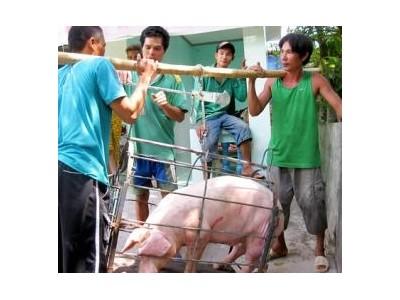 Vụ Sử Dụng Chất Cấm Cho Heo Làm Thiệt Hại Hơn 500 Tỷ Đồng