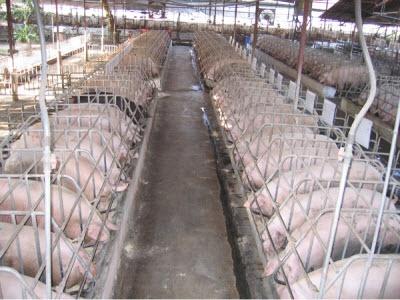 Người Chăn Nuôi Lợn: “Gồng Gánh Cõng Lỗ”
