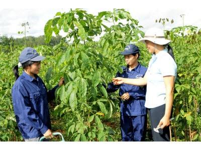 Hiệu Quả Từ Chuyển Dịch Cơ Cấu Cây Trồng Ở Chư Pah (Gia Lai)