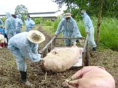 Chủ Động Dập Dịch Lợn Tai Xanh Ở Thái Bình