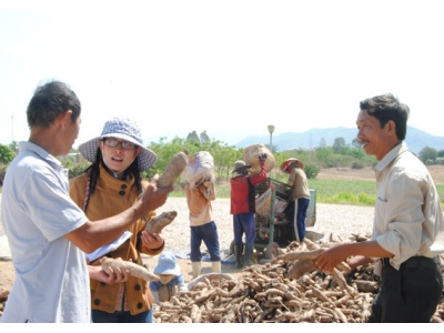 Đưa Giống Mì Mới Năng Suất Cao Vào Sản Xuất Ở Ninh Sơn (Ninh Thuận)