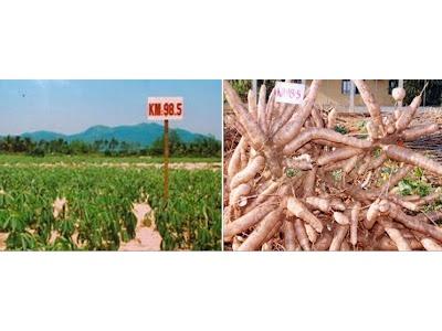 Giống Sắn KM985