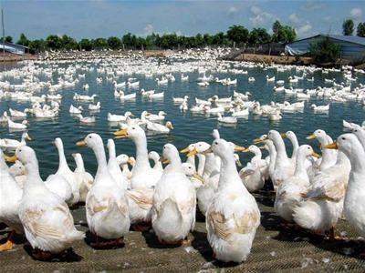 Nhiều Hộ Nuôi Vịt Làm Chuồng Trại Trên Sông Nguy Cơ Phát Tán Dịch Bệnh Cao Ở Châu Thành A (Hậu Giang)