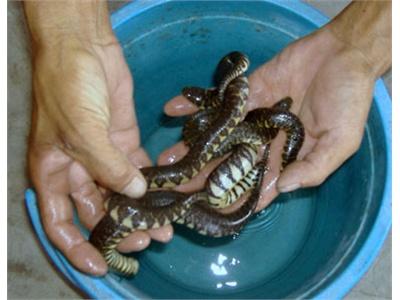 Kỹ Thuật Nuôi Rắn Ri Tượng