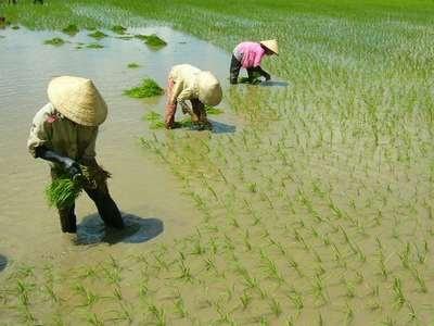 Anh Nguyễn Văn Khởi Hành Công Vụ Lúa Trên Đất Nuôi Tôm Ở Cà Mau