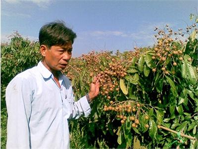Nhà Nông Trị Bệnh Chổi Rồng