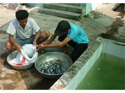 Sức Tiêu Thụ Cá Giống Yếu